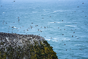 Elegug Stacks, occupied by a colony of Guillemots, Pembrokeshire Coast National Park, Wales, United Kingdom, Europe