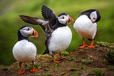 Puffins at the Wick, Skomer Island, Pembrokeshire Coast National Park, Wales, United Kingdom, Europe