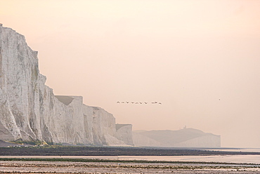 View from Cuckmere Haven of geese flying over the Seven Sisters chalk cliffs, South Downs National Park, East Sussex, England, United Kingdom, Europe