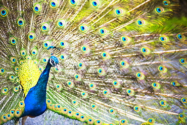 Peacock, Dartmoor, Devon, England, United Kingdom, Europe