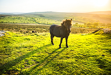 Pony in Dartmoor National Park, Devon, England, United Kingdom, Europe