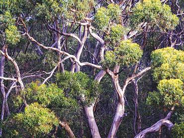 Abstract details of eucalyptus trees (gum trees) in Australia, Pacific