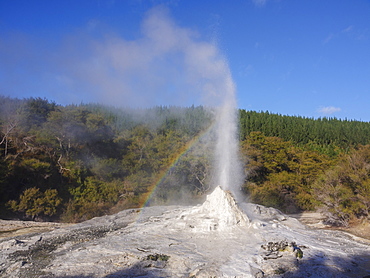 Lady Knox Geyser eruption with rainbow, Waiotapu, North Island, New Zealand, Pacific