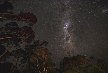 Milky Way rising above Australian forest. Victoria, Australia, Pacific