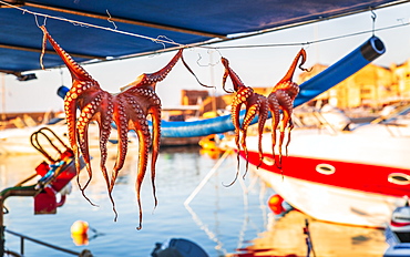 Octopuses hung up to dry on washing lines, Chania, Crete, Greek Islands, Greece, Europe