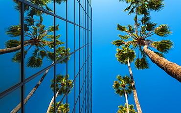 Palm trees and glass building, worm's-eye view, Hollywood, Los Angeles, California, United States of America, North America