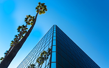 Palm trees and glass building, worm's-eye view, Hollywood, Los Angeles, California, United States of America, North America