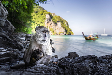 Monkey at Yong Kasem beach, known as Monkey Beach, Phi Phi Don Island, Thailand, Southeast Asia, Asia