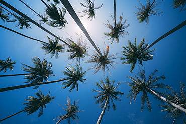 Palm trees in Ko Lanta Island, Phang Nga Bay, Thailand, Southeast Asia, Asia