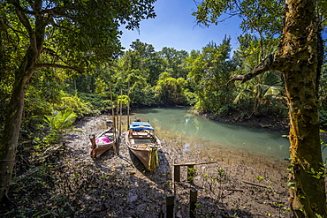 Dry season at Tha Pom Klong Song Nam National Park, Krabi Province, Thailand, Southeast Asia, Asia