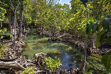 Tha Pom Klong Song Nam National Park, Krabi Province, Thailand, Southeast Asia, Asia