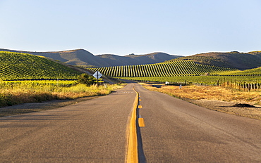 Highway through rows of lush vineyards on a hillside, Napa Valley, California, United States of America, North America