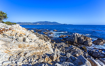 Carmel Bay, Lone Cypress at Pebble Beach, 17 Mile Drive, Peninsula, Monterey, California, United States of America, North America