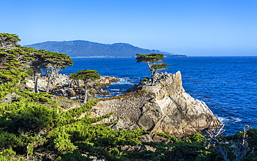 Carmel Bay, Lone Cypress at Pebble Beach, 17 Mile Drive, Peninsula, Monterey, California, United States of America, North America