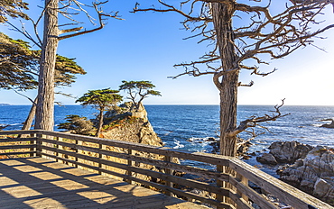 Carmel Bay, Lone Cypress at Pebble Beach, 17 Mile Drive, Peninsula, Monterey, California, United States of America, North America