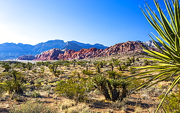 View of rock formations and flora in Red Rock Canyon National Recreation Area, Las Vegas, Nevada, United States of America, North America