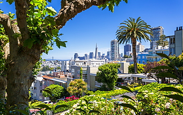 Downtown San Francisco with the Transamerica Pyramid from Lombard Street, San Francisco, California, United States of America, North America