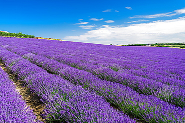 Lavender field with magenta landscape against blue sky with clouds, Greece, Europe