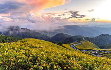 Dramatic sunset and fields of yellow Mexican sunflowers in bloom across hillsides in Mae Hong Son Province, Northern Thailand, Southeast Asia, Asia