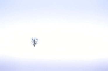 Lonely tree, winter snow scene, Aldbury, Hertfordshire, England, United Kingdom, Europe