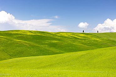 Green fields, Cypress trees and blue sky in Val d'Orcia, UNESCO World Heritage Site, Tuscany, Italy, Europe