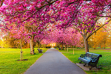 Cherry blossom in Greenwich Park, London, England, United Kingdom, Europe