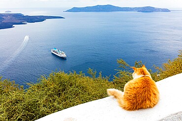 A ginger cat resting on a wall, overlooking a cruise ship in the Aegean Sea, Santorini, Cyclades, Greek Islands, Greece, Europe