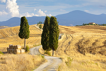 Cypress trees and fields in the afternoon sun at Agriturismo Terrapille (Gladiator Villa) near Pienza in Tuscany, Italy, Europe