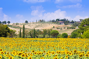 Sunflowers and blue skies in Tuscany countryside near Siena, Tuscany, Italy, Europe