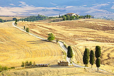 Cypress trees and fields in the afternoon sun at Agriturismo Terrapille (Gladiator Villa) near Pienza in Tuscany, Italy, Europe