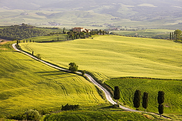 Cypress trees and green fields in the afternoon sun at Agriturismo Terrapille (Gladiator Villa) near Pienza in Tuscany, Italy, Europe