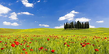 Panoramic view of Cypress trees and poppies on green field with blue cloudy sky near San Quirico d'Orcia, Val d'Orcia, UNESCO World Heritage Site, Tuscany, Italy, Europe