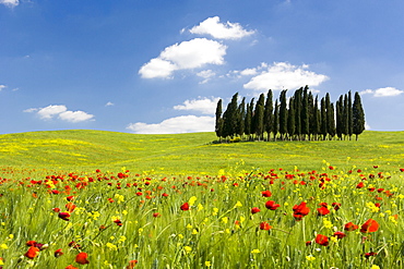 Cypress trees and poppies on green field with blue cloudy sky near San Quirico d'Orcia, Val d'Orcia, UNESCO World Heritage Site, Tuscany, Italy, Europe