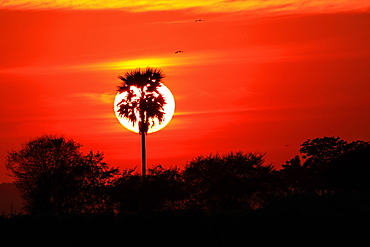 Sunset, Bagan, Myanmar (Burma), Asia