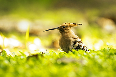 Hoopoe in Chiang Mai, Thailand, Southeast Asia, Asia