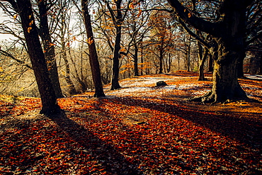 Autumn woodland, Scotland, United Kingdom, Europe