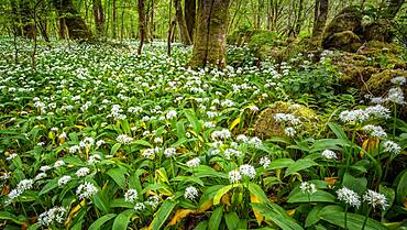 In the garlic woods near Lennox Castle in Lennoxtown, East Dunbartonshire, Scotland, United Kingdom, Europe