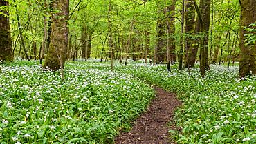 A winding footpath in the garlic woods near Lennox Castle in Lennoxtown, East Dunbartonshire, Scotland, United Kingdom, Europe