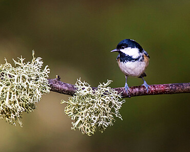 Coal Tit in Abernethy Forest near Aviemore, Cairngorm, Scotland, United Kingdom, Europe