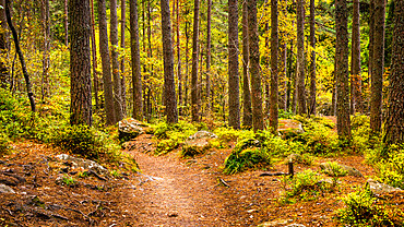 A path through an old mature pine woodland which forms part of the Hermitage located near Dunkeld in Perthshire, Scotland, United Kingdom, Europe