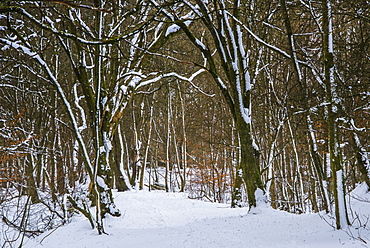 A wintery scene in a woodland on the outskirts of Lennoxtown, captured during a break in the blizzard conditions, East Dunbartonshire, Scotland, United Kingdom, Europe