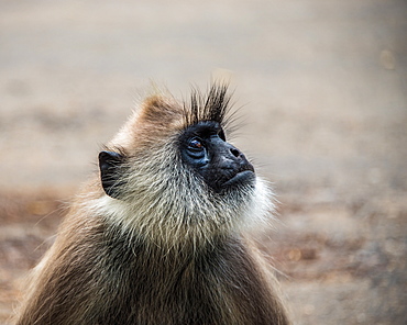 The tufted gray langur (Semnopithecus priam) (Madras gray langur) photographed in Sri Lanka, Asia