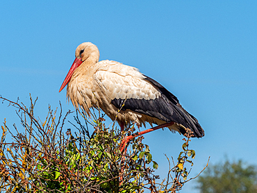 White storks (Ciconia ciconia), nesting on the top of fruit trees, Algarve, Portugal, Europe