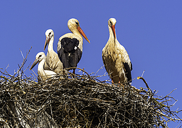 White storks (Ciconia ciconia), nesting on the top of electric pylons, Algarve, Portugal, Europe