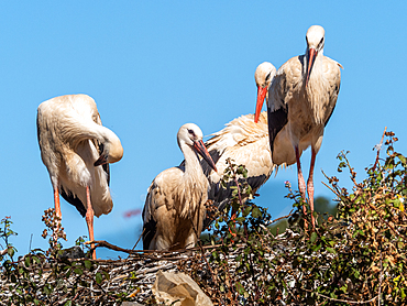 White storks (Ciconia ciconia), nesting on the top of fruit trees, Algarve, Portugal, Europe