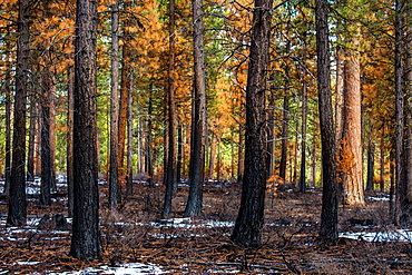 A partially burnt forest of ponderosa pines after a fire has swept through, Oregon, United States of America, North America