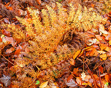 Glistening Bracken and Beech in autumn with their attractively coloured leaves at Woodbury Castle, near Exmouth, Devon, England, United Kingdom, Europe