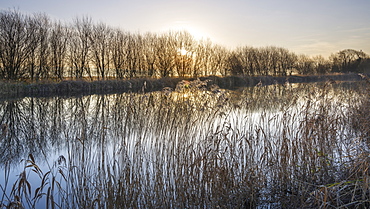 Trees and reeds in hazy winter sun on the Exeter Canal, Exeter, Devon, England, United Kingdom, Europe