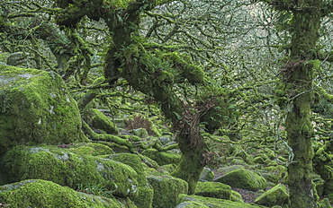 The distinctive gnarled moss and fern covered oaks in Wistman's Wood, near Princetown, Devon, England, United Kingdom, Europe