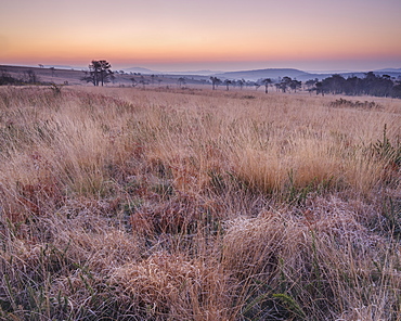 Winter twilight on the grassy heathland of Woodbury Common, near Exmouth, Devon, England, United Kingdom, Europe